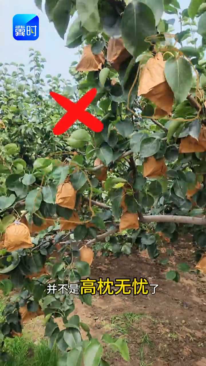 【专家在线】满树梨哗哗掉！原来是虫子钻进果袋了，你的防治对路吗？