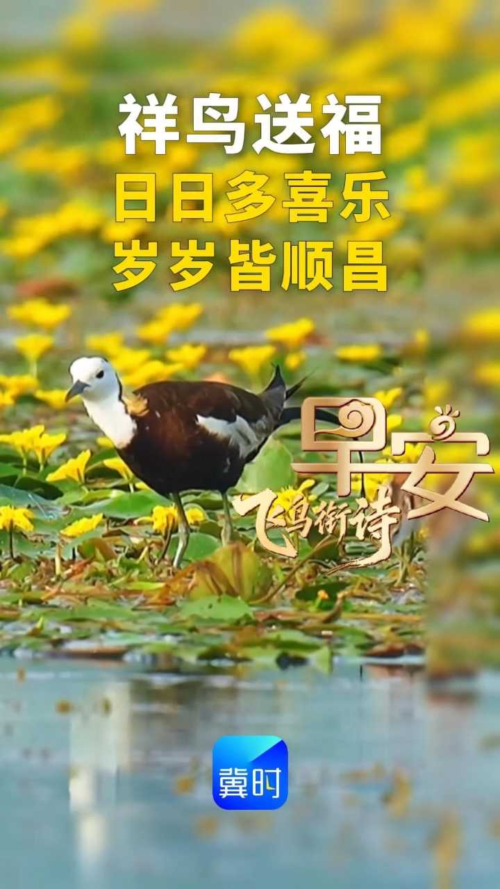 早安丨祥鸟送福，日日多喜乐，岁岁皆顺昌