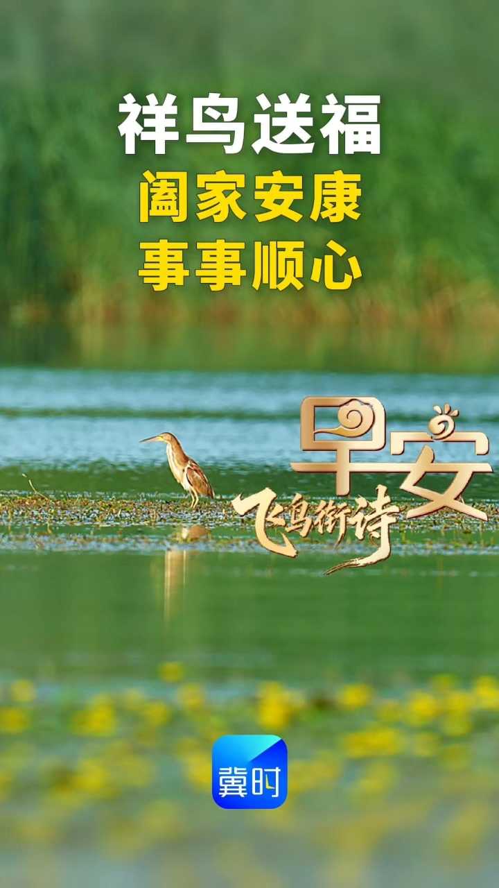 祥鸟送福，阖家安康，事事顺心。#早安#黄苇鳽 （jiān‌）是鹈形目鹭科苇鳽属鸟类，常见于湿地芦苇丛中的小型鸟类，因善于伪装而被称为“隐形高手” 。静如处子胜渔翁，善捕鱼虾隐苇中。——《七绝·黄苇鳽》#飞鸟衔诗#鸟类摄影 #抓拍瞬间