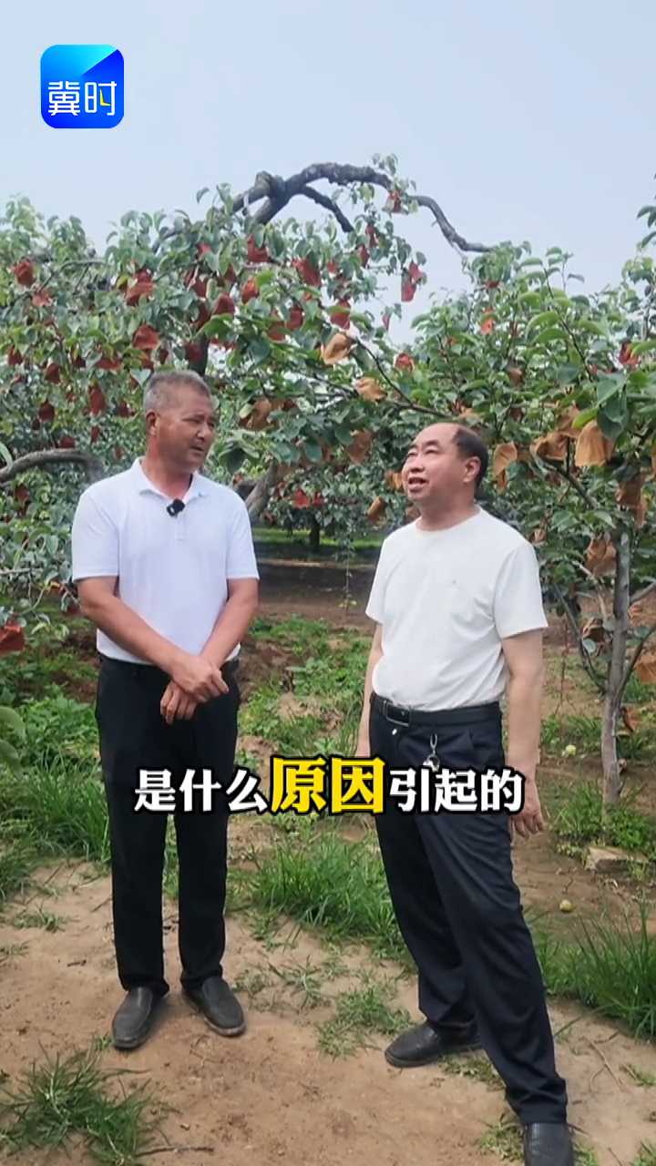 【专家在线】草帽梨？粗皮梨？今年大爆发！三步搞定难题