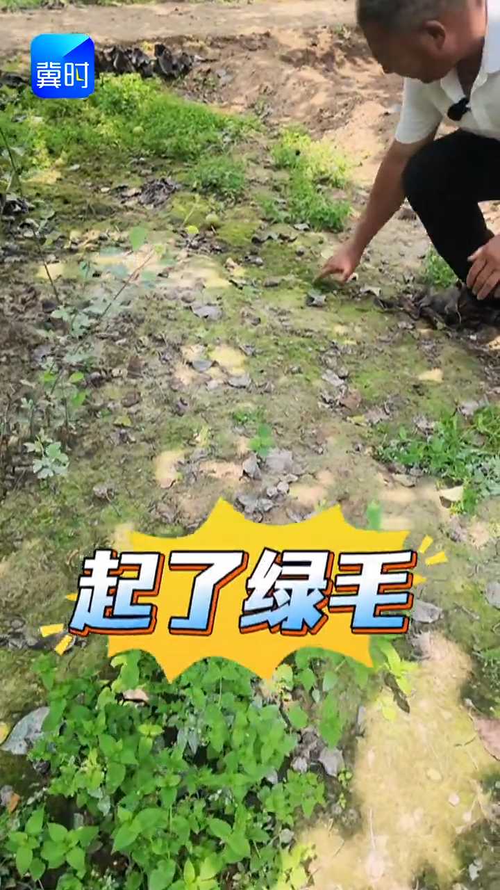 【专家在线】土壤板结第一元凶！绿苔泛滥成灾，一招轻松化解