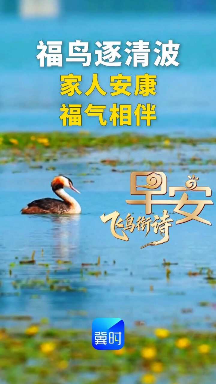 福鸟逐清波，家人安康，福气相伴#早安#‌凤头䴙䴘 （pì tī）是一种大型游禽‌，因繁殖期头顶有黑色羽冠像“凤头”而得名，为国家二级重点保护野生动物。体态风流气质张，高冠楚楚颈修长——《七律·凤头䴙䴘》#鸟类摄影 #抓拍瞬间#飞鸟衔诗