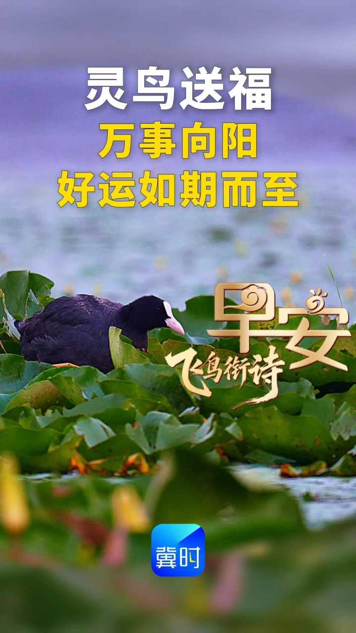 早安｜灵鸟送福，万事向阳，好运如期而至