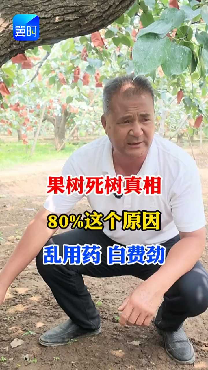 【专家在线】果树死树真相！80%是这个原因，乱用药白费劲