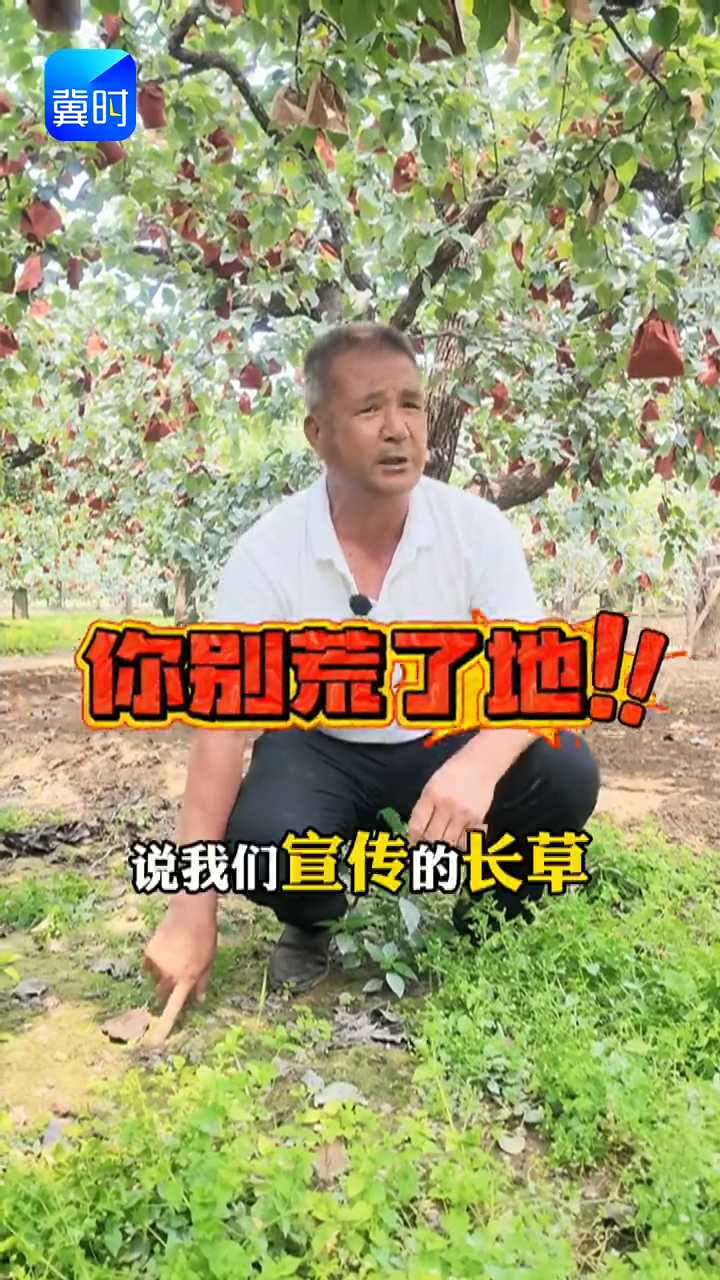 【专家在线】果园适当生草保水保墒还防病，放任草长不管等于撂荒！三种草要趁早清理！
