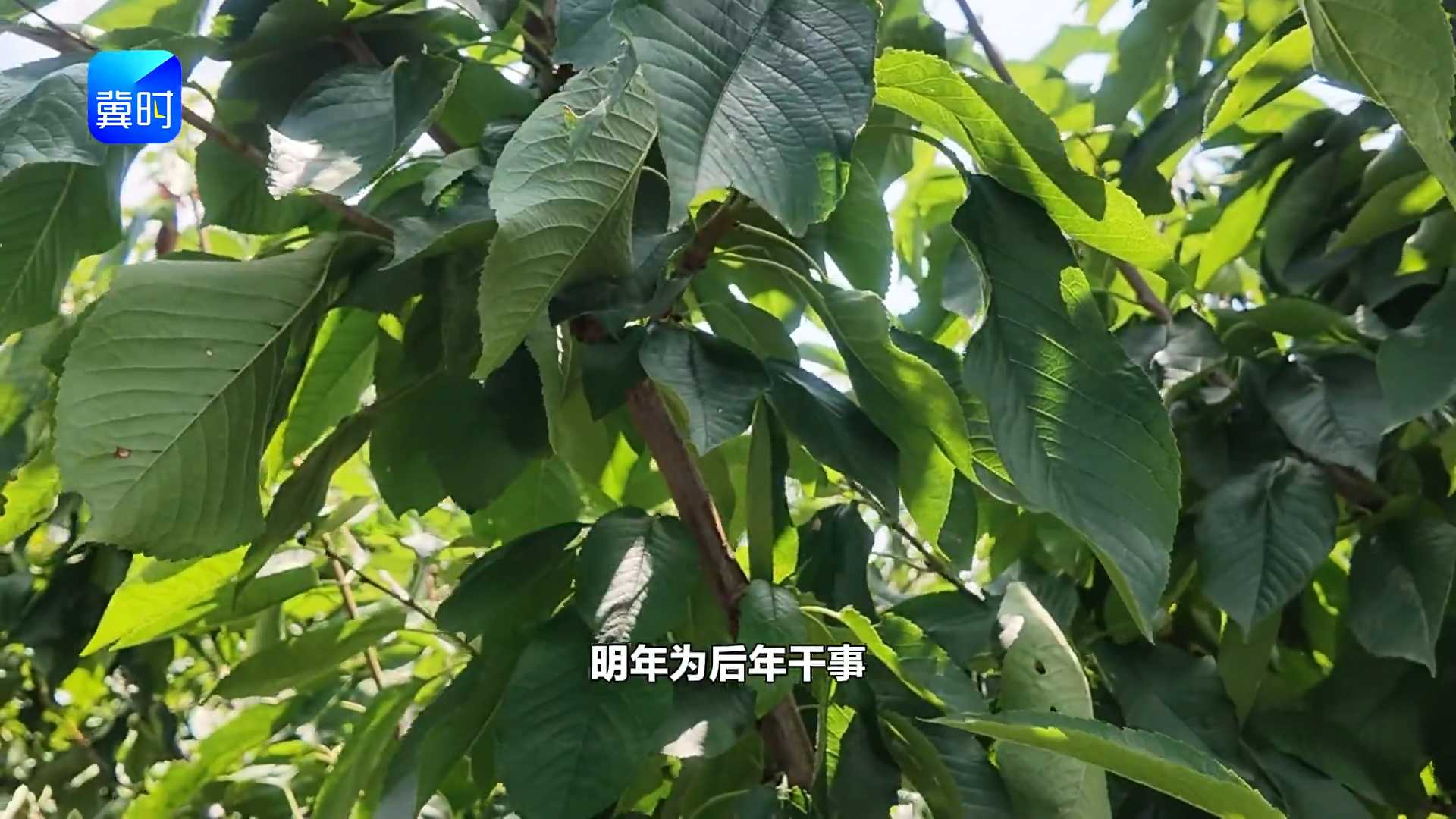 【专家在线】果树是慢功夫！今年的果，都是去年管出来的