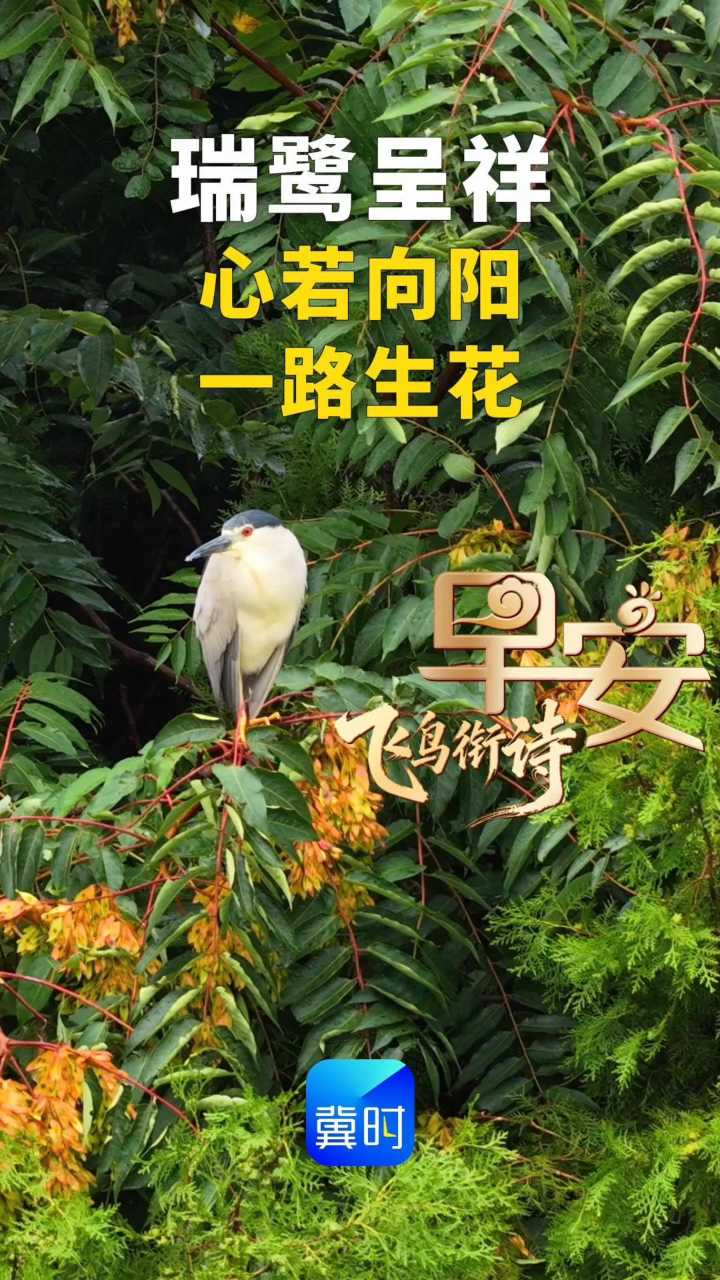 心若向阳 一路生花#早安#夜鹭 是鸟纲、鹭科、夜鹭属的一种鸟类，别名水洼子、灰洼子、苍鳽、星鳽、夜鹤。来往长江点翠屏，江风袅袅顶丝轻——《鹭》宋·释行海#鸟类摄影 #抓拍瞬间#飞鸟衔诗