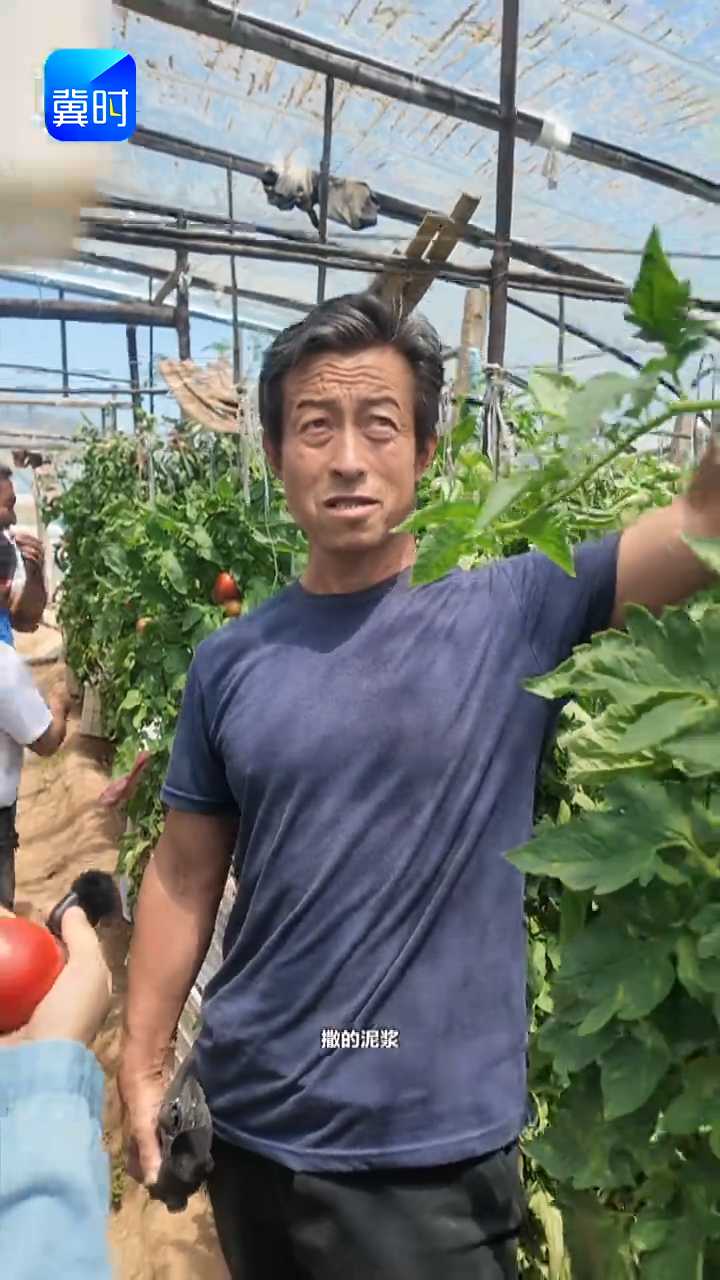 【专家在线】番茄冷棚放风！你会吗？赶紧收藏转发