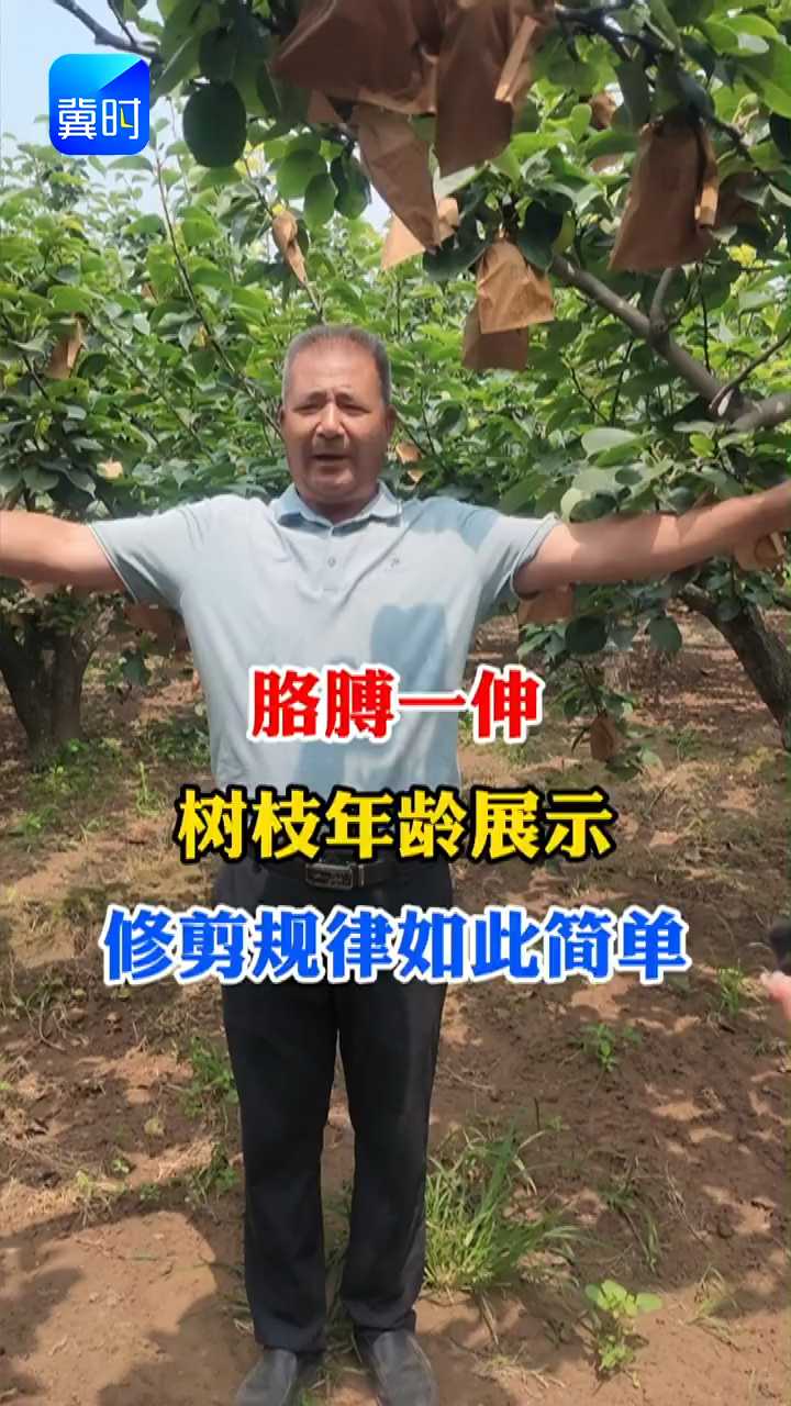 【专家在线】你家果树树枝年龄多少？胳膊一伸就明，修剪规律如此简单