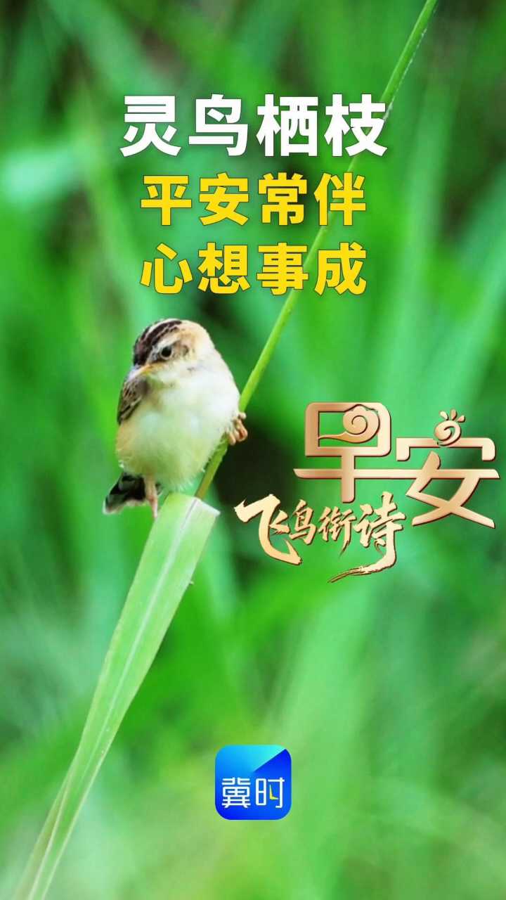 平安常伴 心想事成#早安#棕扇尾莺 是国家三有保护动物。俗称：麦穗莺、草扇尾、小扇莺。荡胸生层云，决眦入归鸟——《望岳》唐·杜甫#鸟类摄影 #抓拍瞬间#飞鸟衔诗