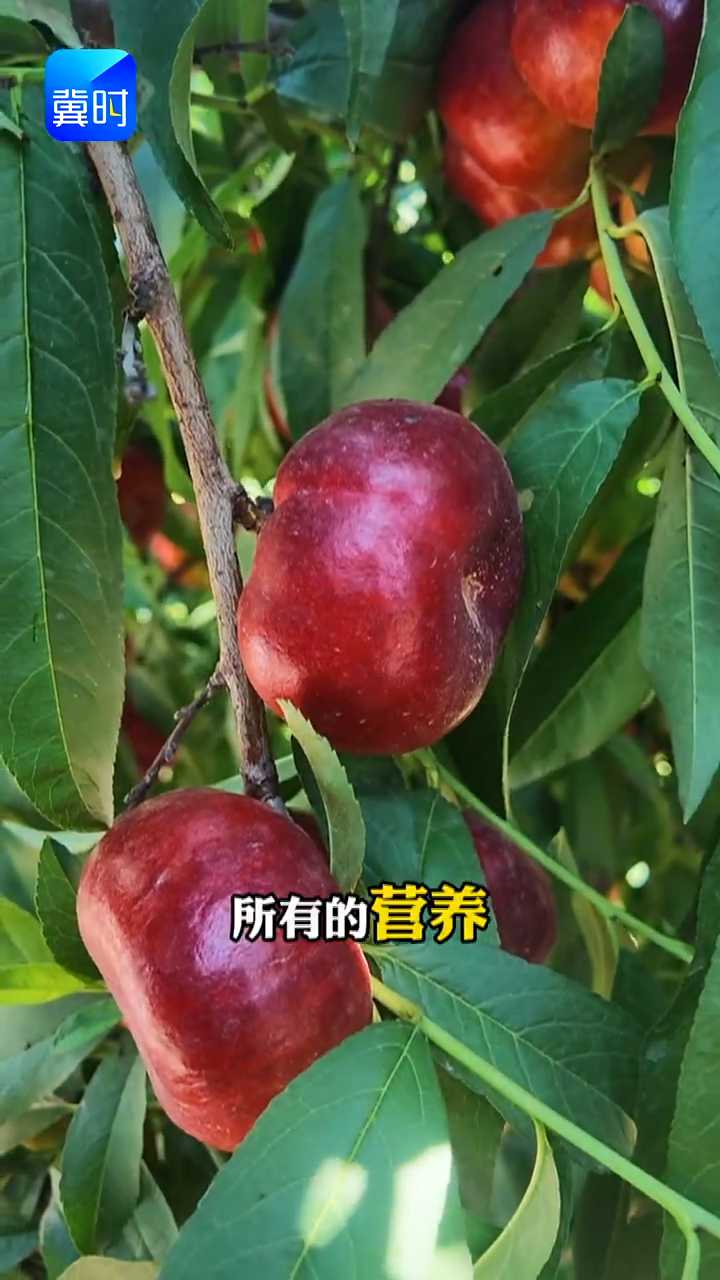 【专家在线】桃树徒长别放任！这招做对了，桃甜色美产量高
