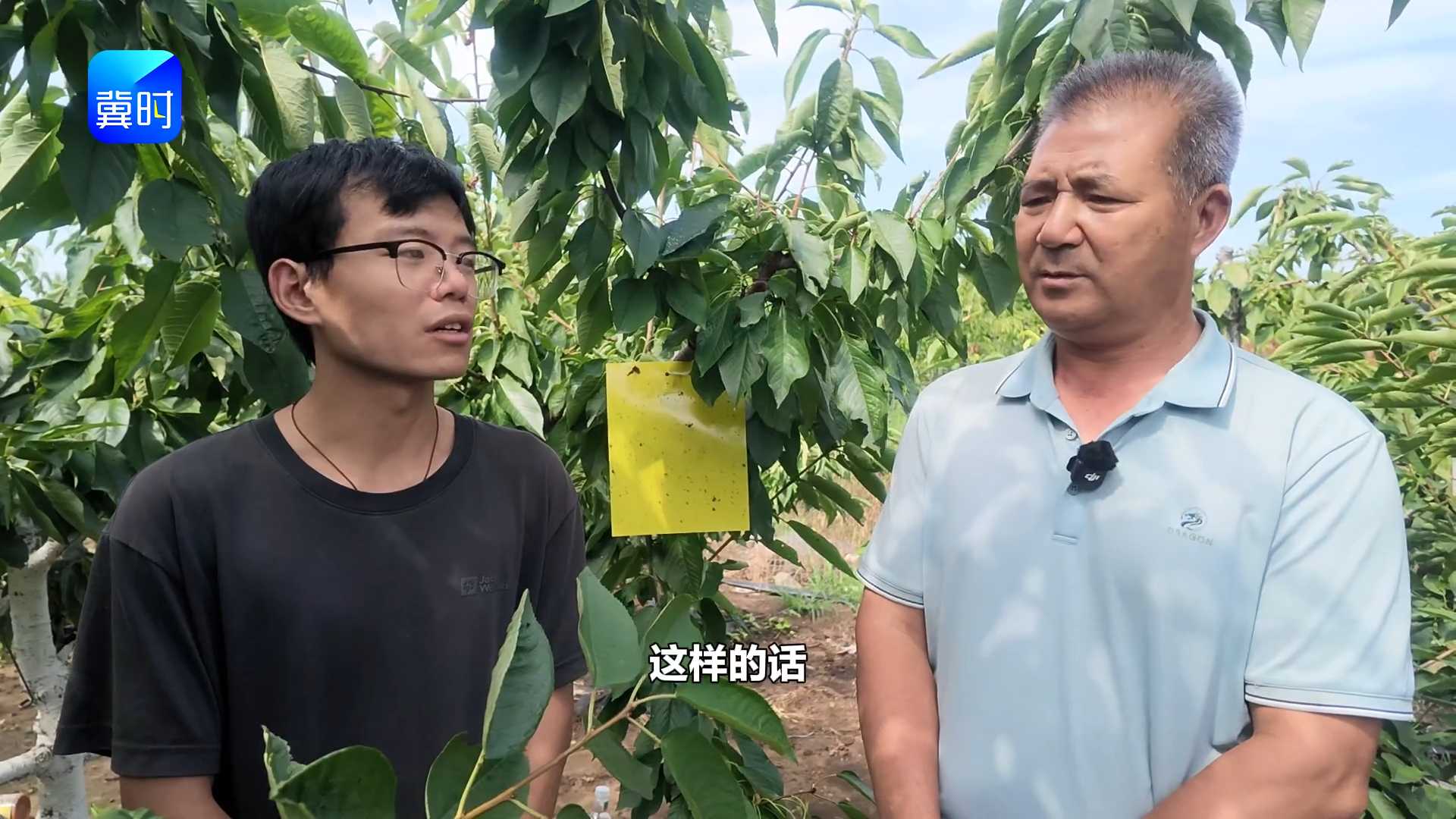 【专家在线】樱桃长得好！咋做到的？秘诀来啦