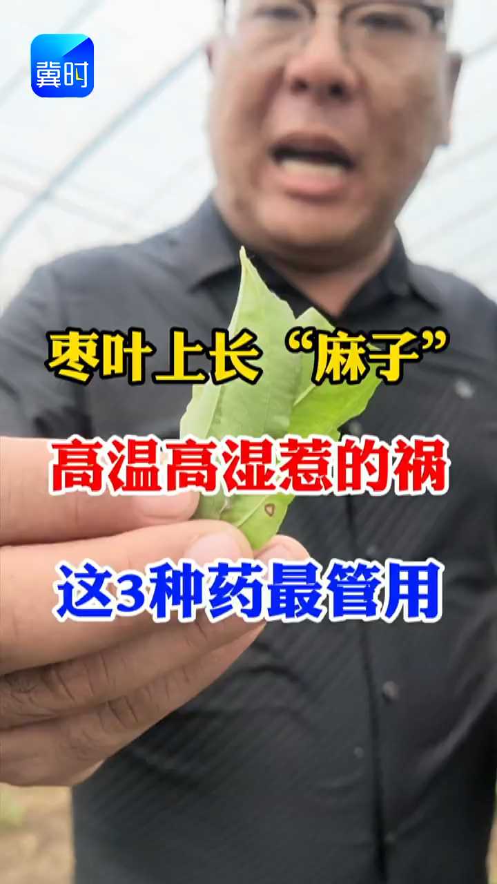 【专家在线】 枣叶上长“麻子”？高温高湿惹的祸，这样管理有效果
