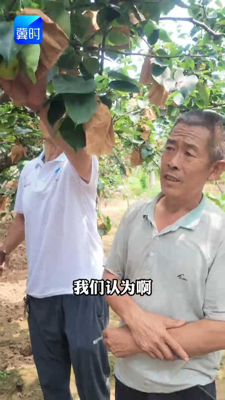 【专家在线】果树施肥最佳位置！树冠正投影？你的观念要更新了