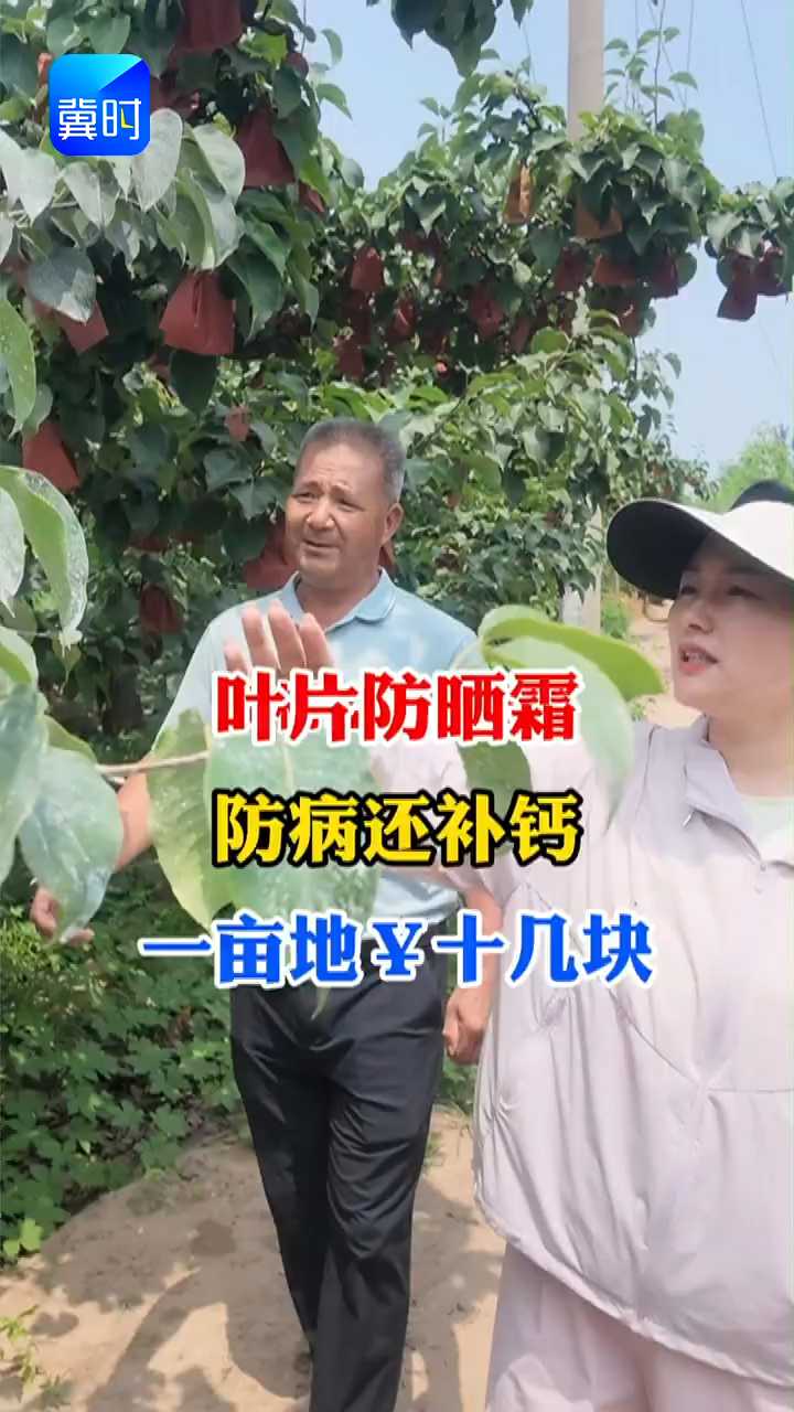 【专家在线】果树叶片也喷防晒霜？防病还补钙！
