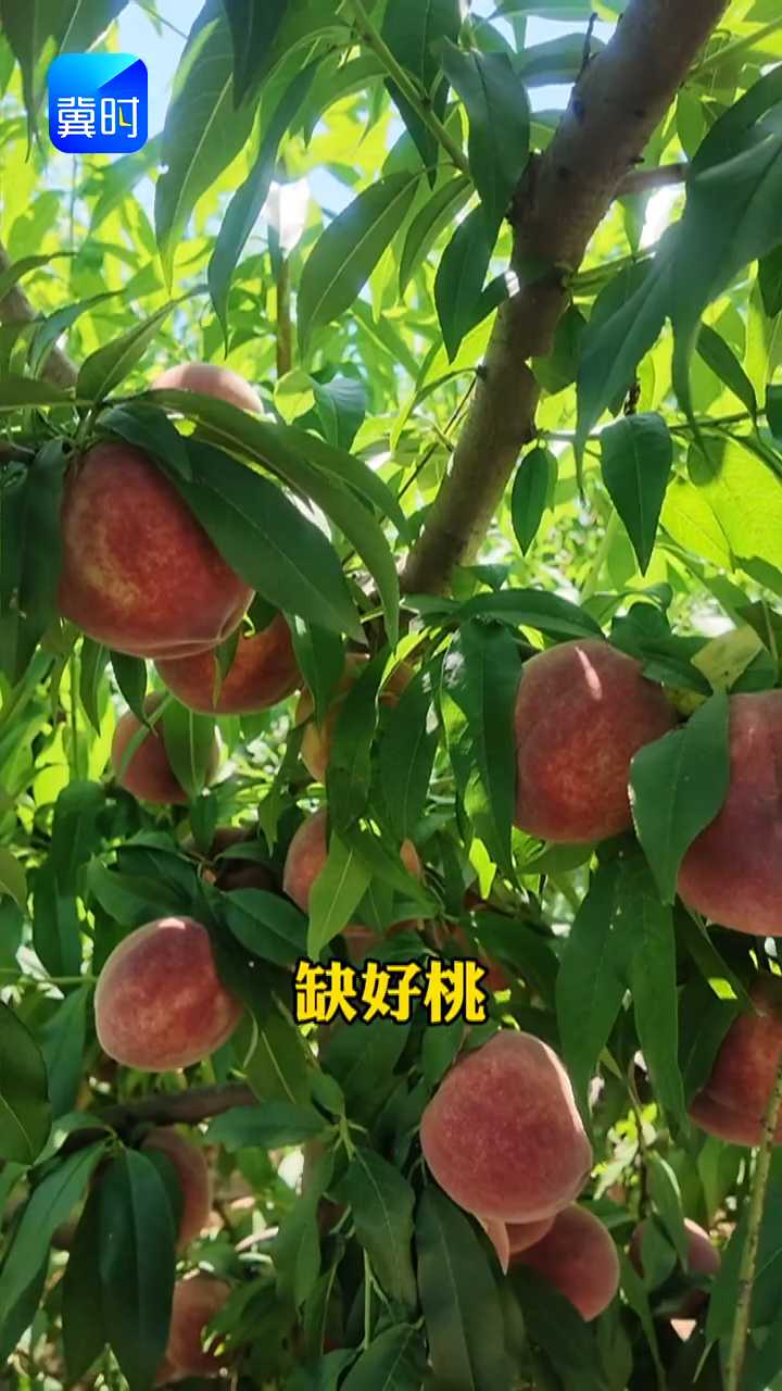 【专家在线】桃贱伤农咋化解？两招打破低价，90%果农不知道
