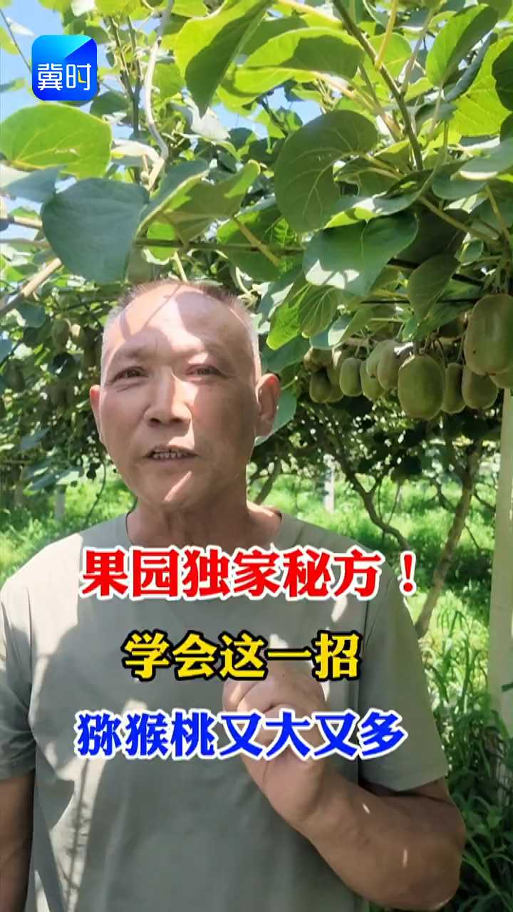 【专家在线】果园独家秘方！学会这一招，猕猴桃又大又多