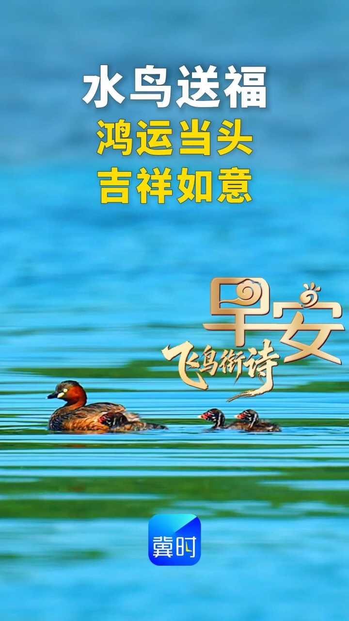 早安丨水鸟送福，愿您鸿运当头，吉祥如意