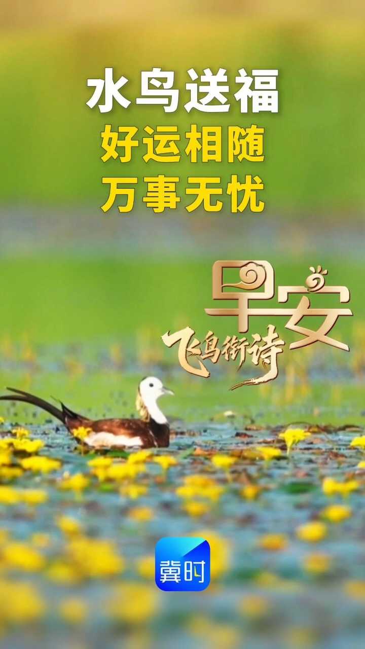 早安｜水鸟送福，好运相随，万事无忧