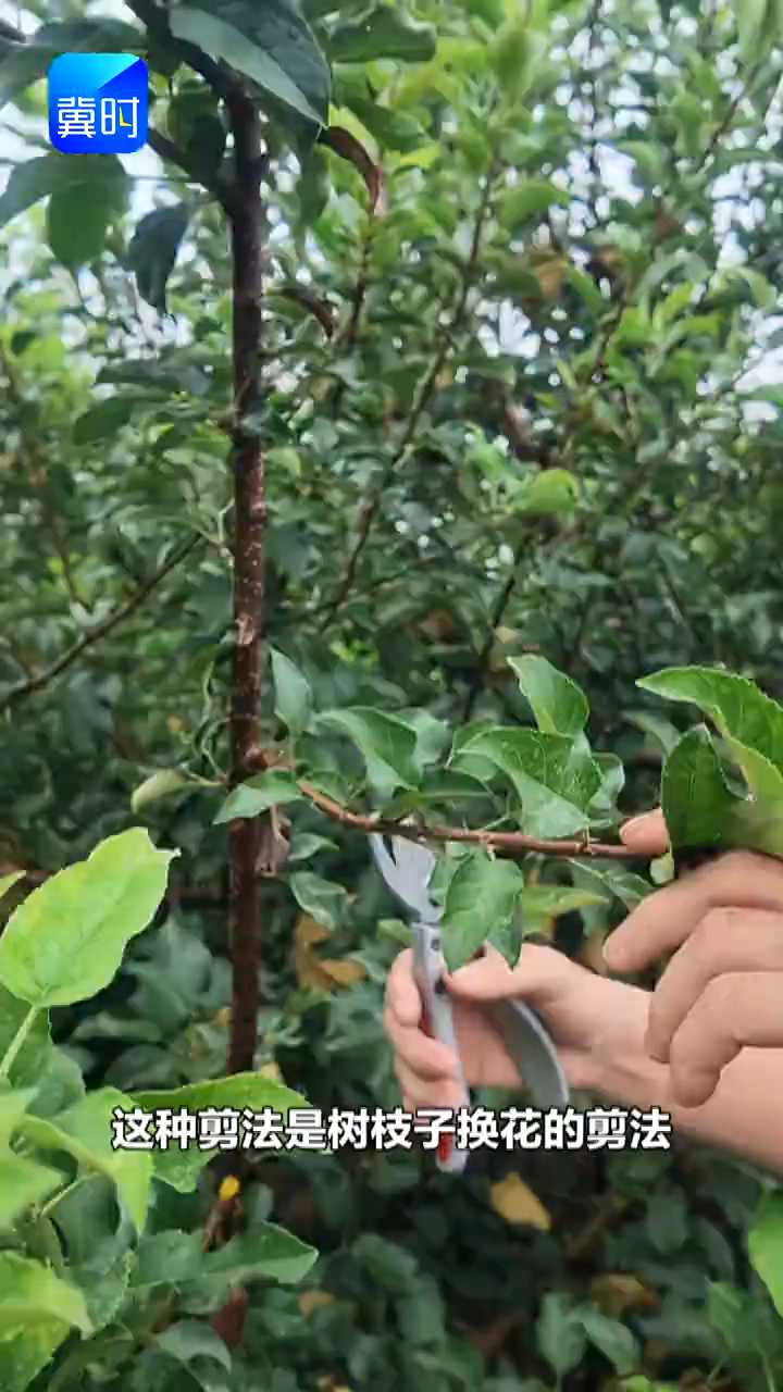 【专家在线】想让苹果树只结果、不长枝？夏季这样剪！