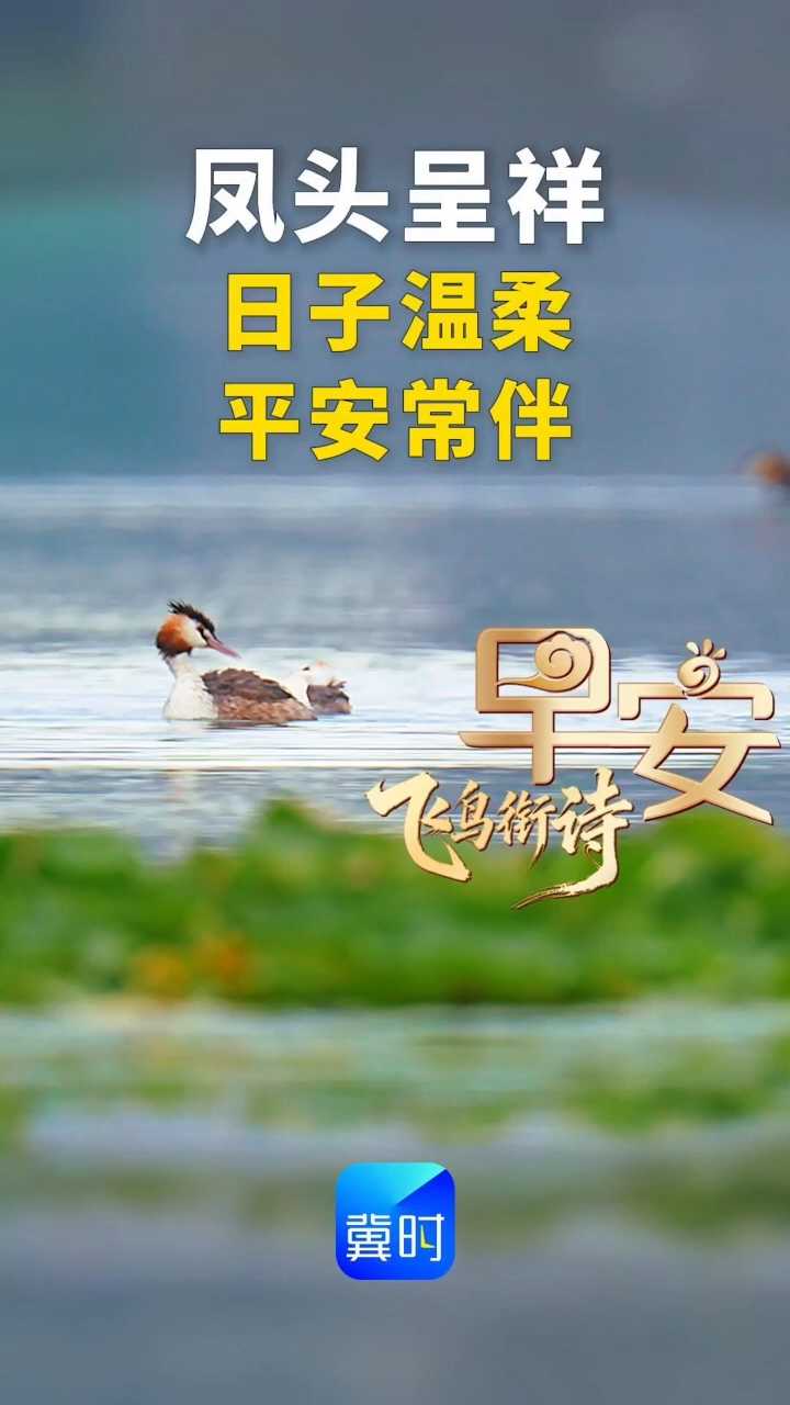 早安｜凤头呈祥，日子温柔，平安常伴