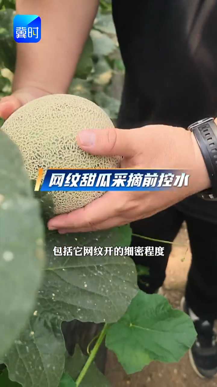 【专家在线】网纹甜瓜采前要控水！增甜防裂提升卖相