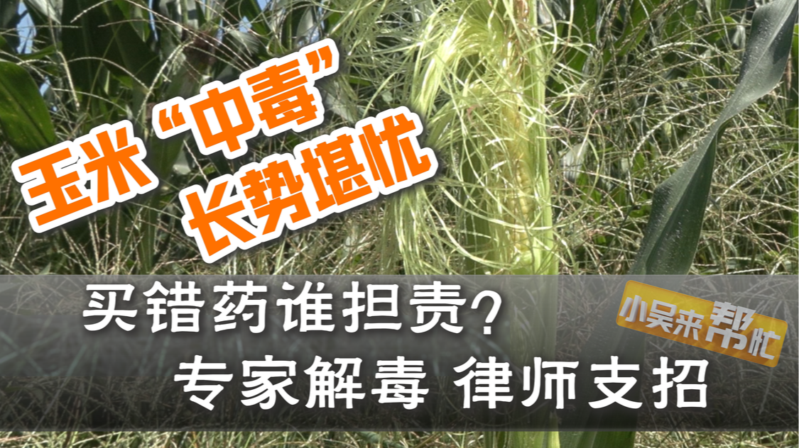 【冀时帮·小吴来帮忙】我的玉米“中毒”了！ 长得高矮 胖瘦俩模样