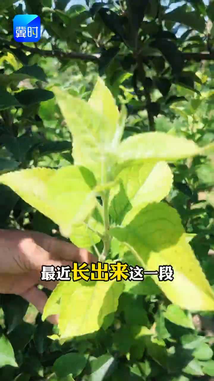 【专家在线】苹果黄叶为啥多？上下同时管，这样不减产