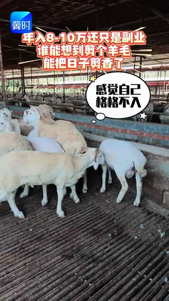 在保定唐县，年入8-10万还只是副业，谁想到剪个羊毛能把日子剪香了！#“香”约唐县“羊”誉九州 #第四届唐县肉羊产业高质量发展大会 #中国羊看唐县