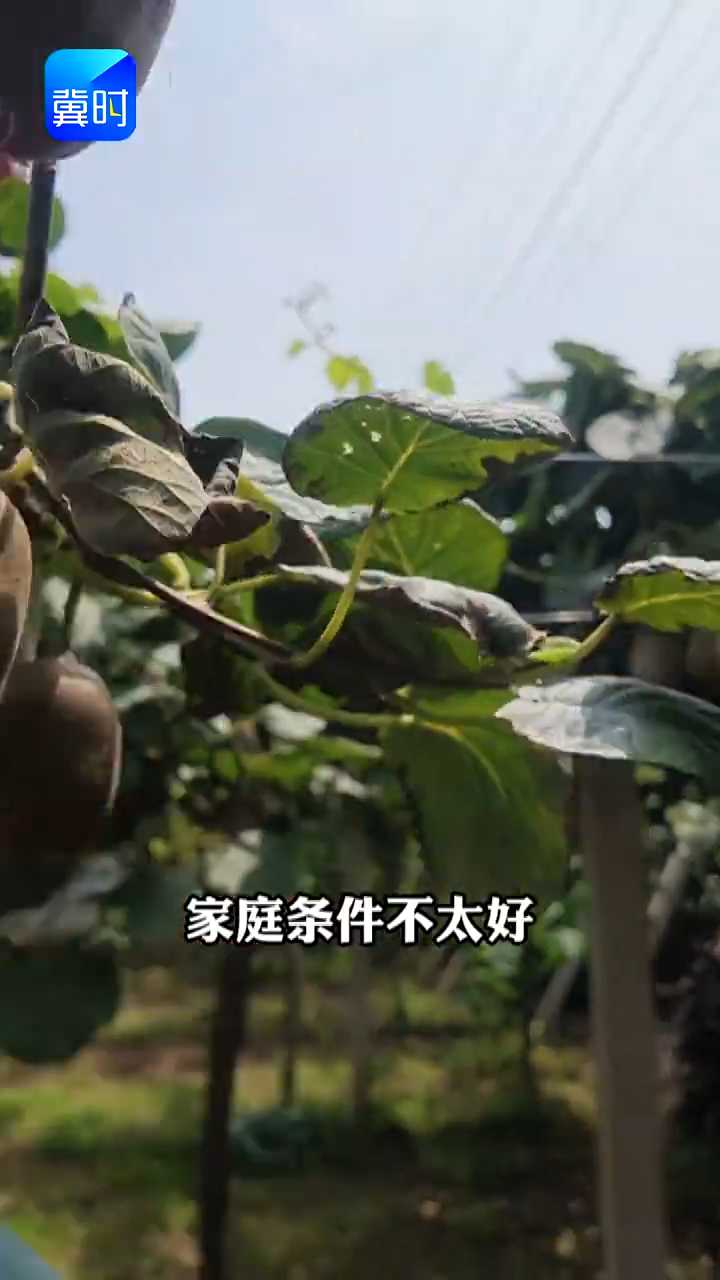 【专家在线】 猕猴桃叶片干边！结果多导致的？90%果农不知道