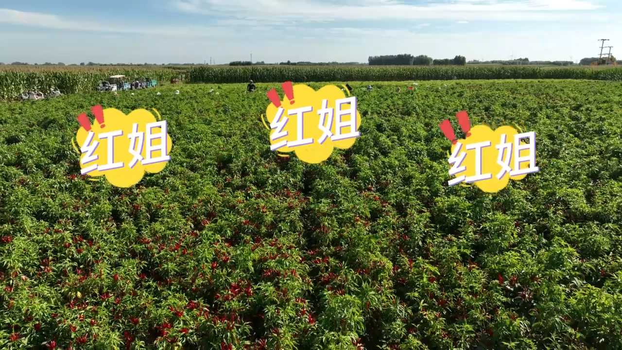 【夯爆了，新农人！】一个叫“红姐”的中年汉子，带火了村里的3000亩辣椒