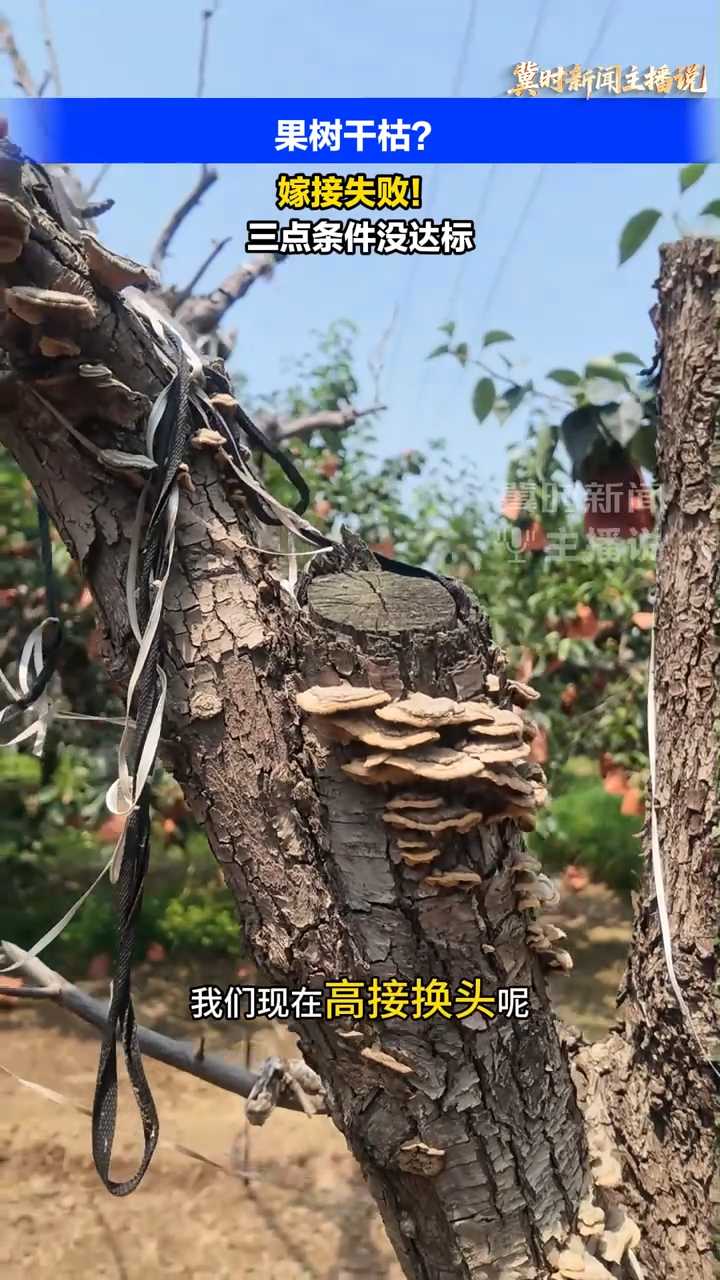 【冀时新闻主播说】果树干枯咋回事？嫁接失败！三点条件没达标