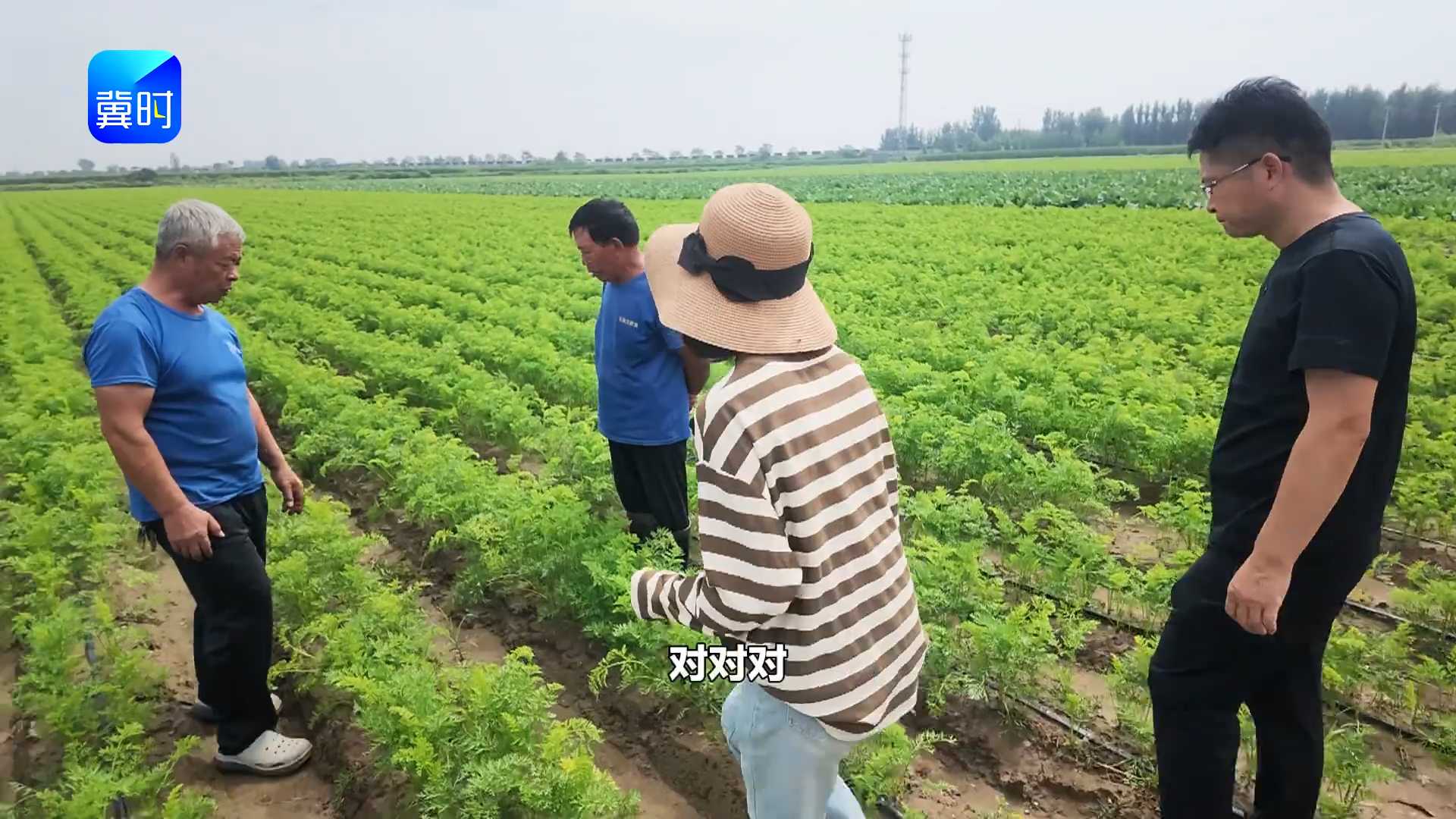 【专家在线】同样种萝卜，为啥差别大？一亩多收2000斤