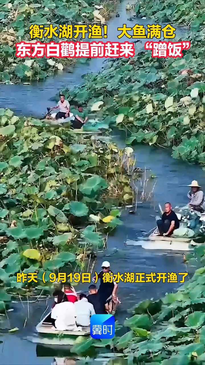 衡水湖开渔！大鱼满仓 东方白鹳提前赶来 “蹭饭”