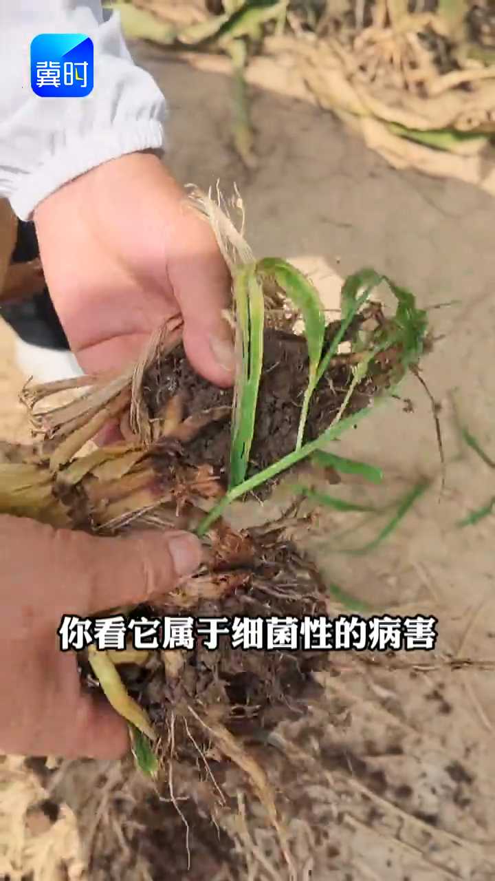 【专家在线】玉米得了青枯病，可能绝产！治不了，只能防