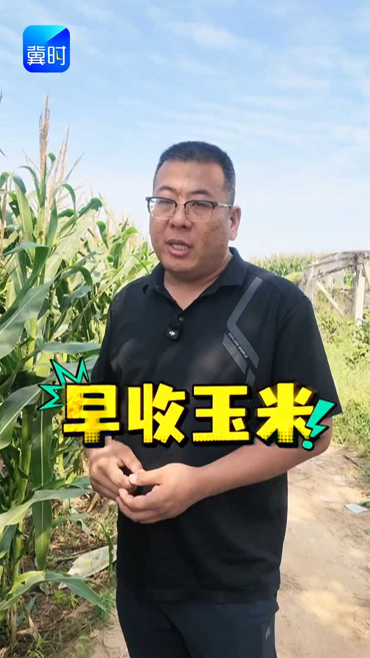 【专家在线】玉米别盲目早收！认准成熟标志再收获，谨防减产损失大