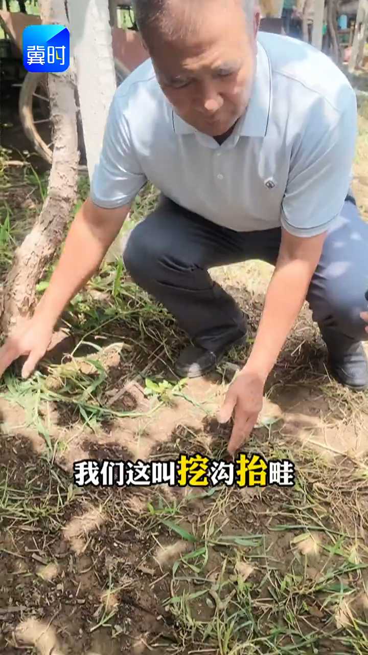 【专家在线】 猕猴桃喜水又怕泡！解决方案来了，挖沟抬畦