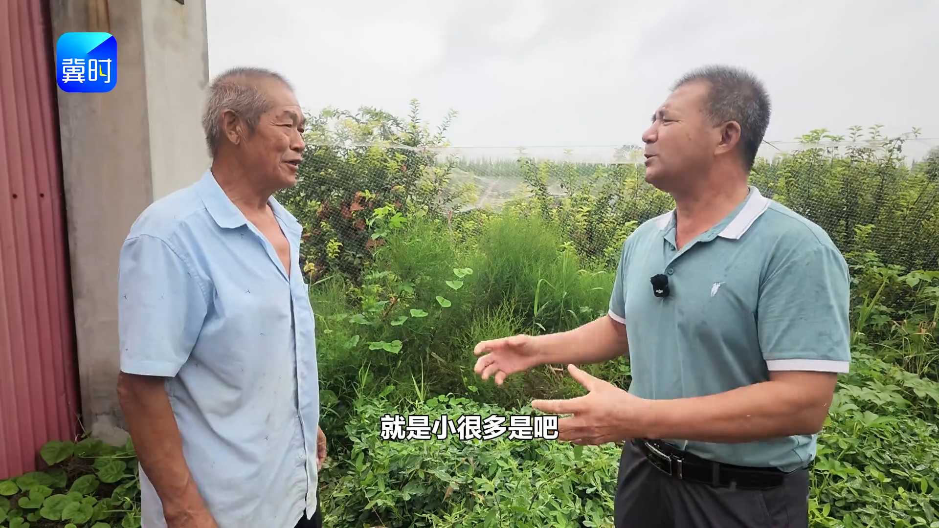 【专家在线】套袋果个头小？千万别慌！后期能追上