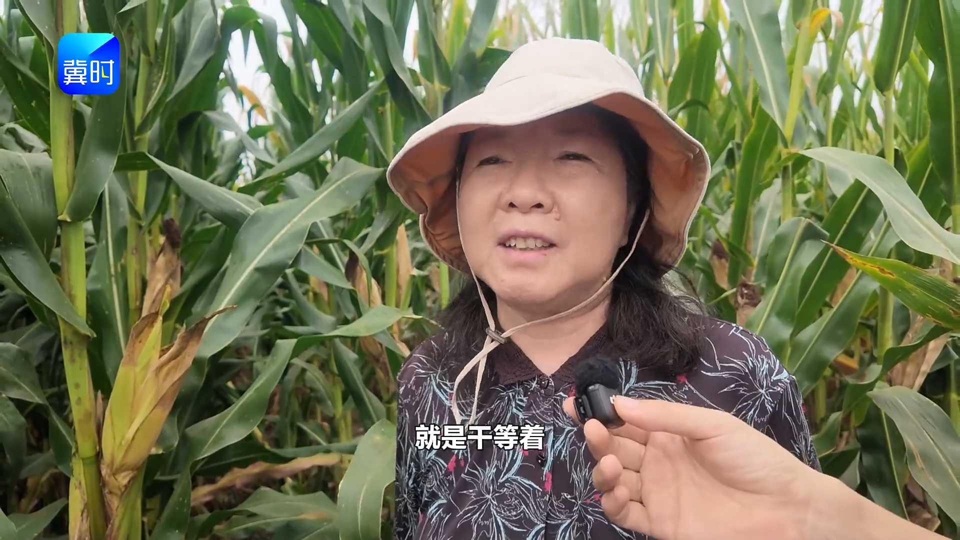 【专家在线】玉米收获别凭感觉！看懂乳线，精准判断收获期