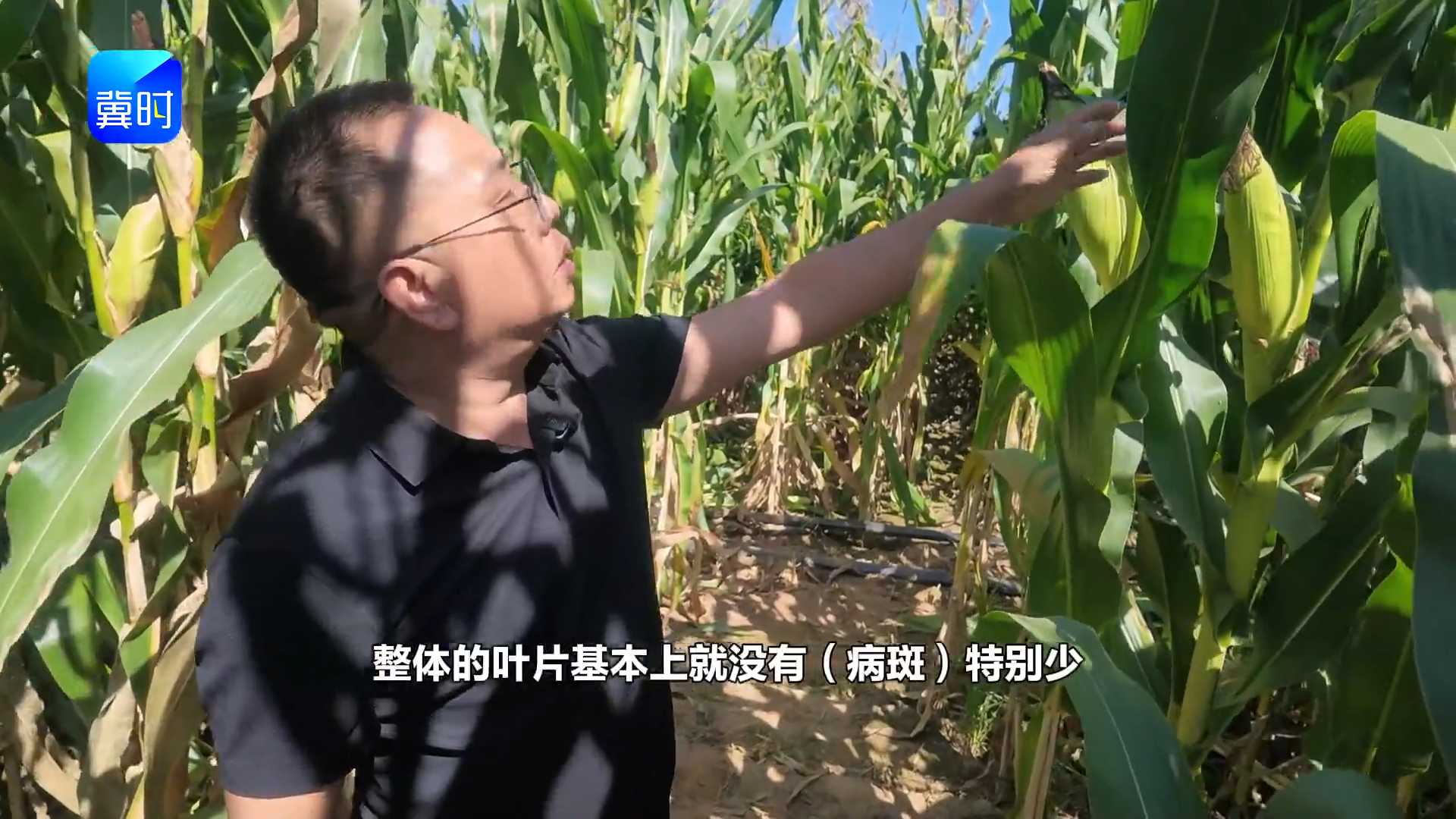 【专家在线】玉米发生叶斑病，十天整株枯死！这么防效果好