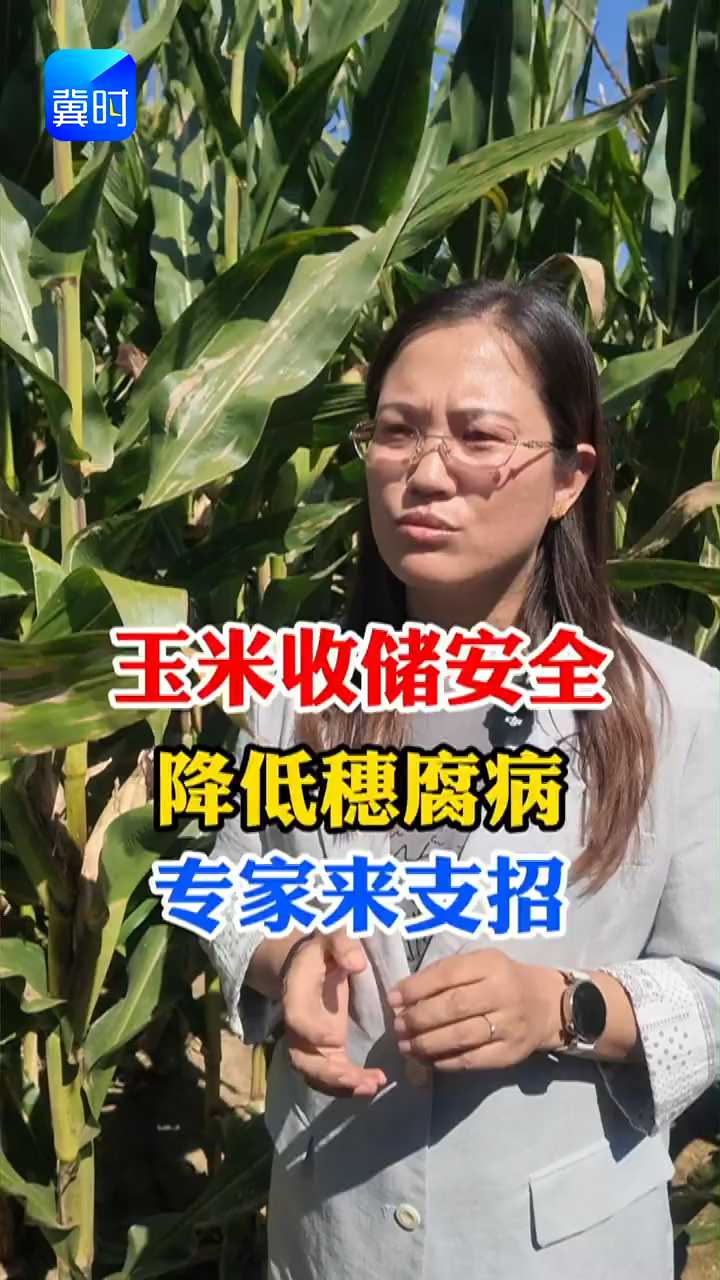 【专家在线】玉米收储安全！降低防穗腐，守住产量减损失！