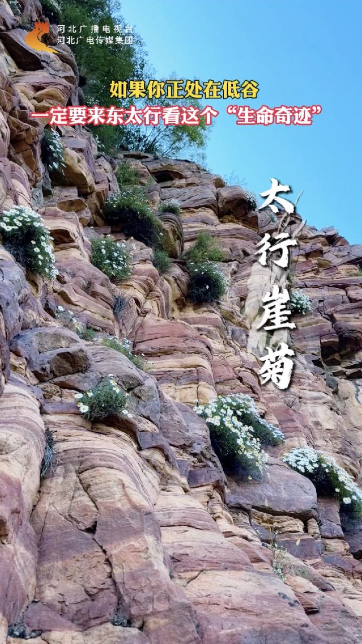 你见过长在悬崖峭壁上的花吗   #媒体原创 #秋韵好风光壮美东太行 #京娘湖 #东太行 #祖国的奇花异草