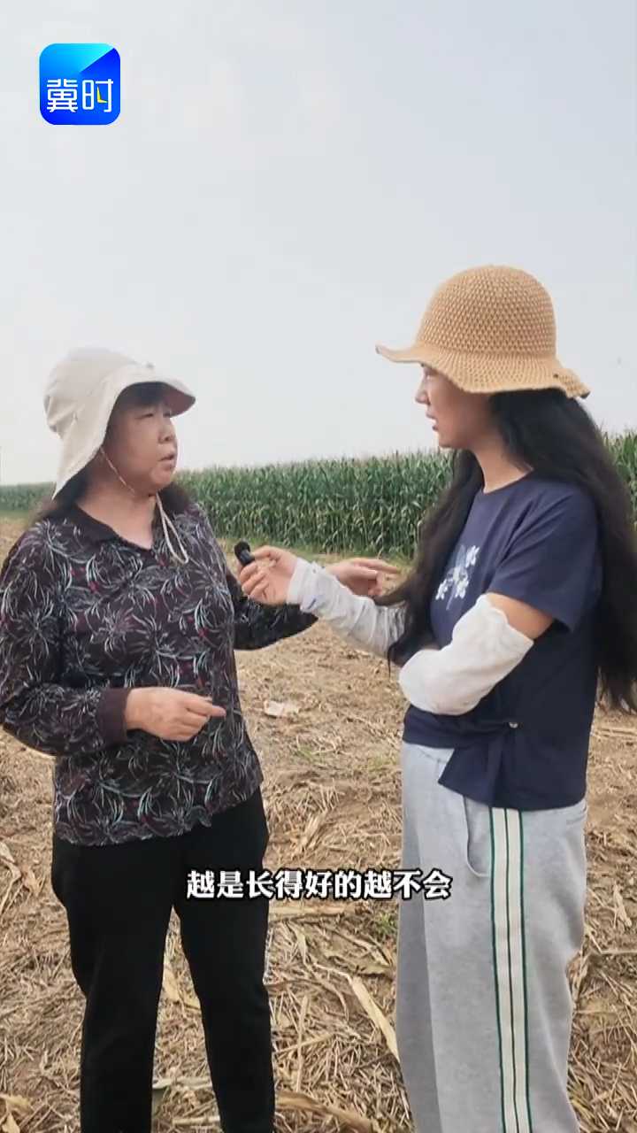 【专家在线】玉米收获期遇上连阴雨！千万别盲目抢收，分清地块再动手