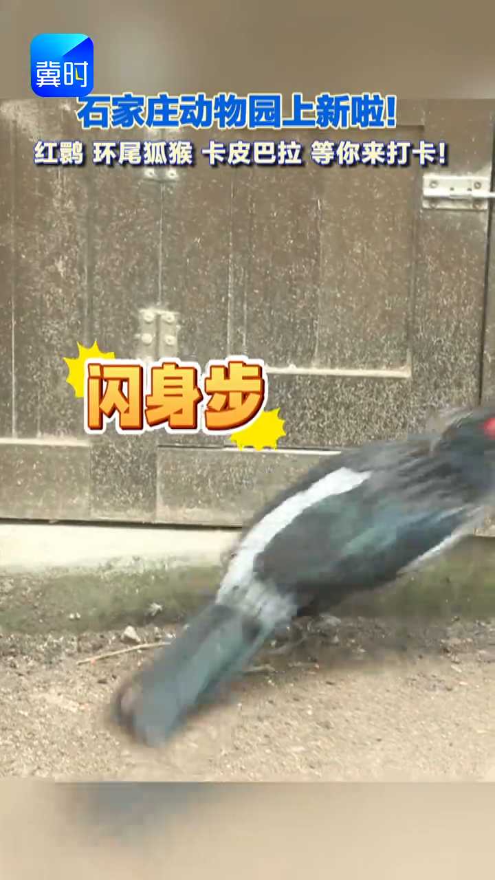 #媒体原创 石家庄动物园国庆上新！美洲红鹮、环尾狐猴、卡皮巴拉...等你来打卡！#原创采访 #石家庄动物园 #国庆