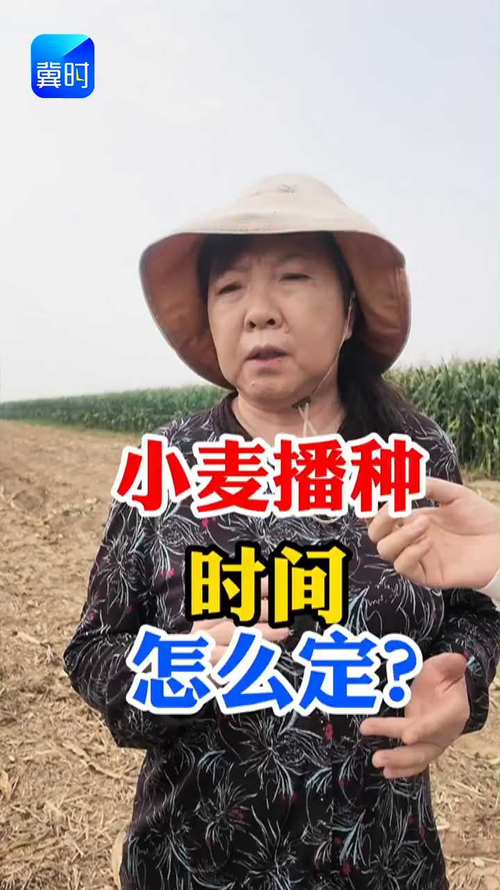 【专家在线】今年小麦播种时间怎么定？看看专家怎么说