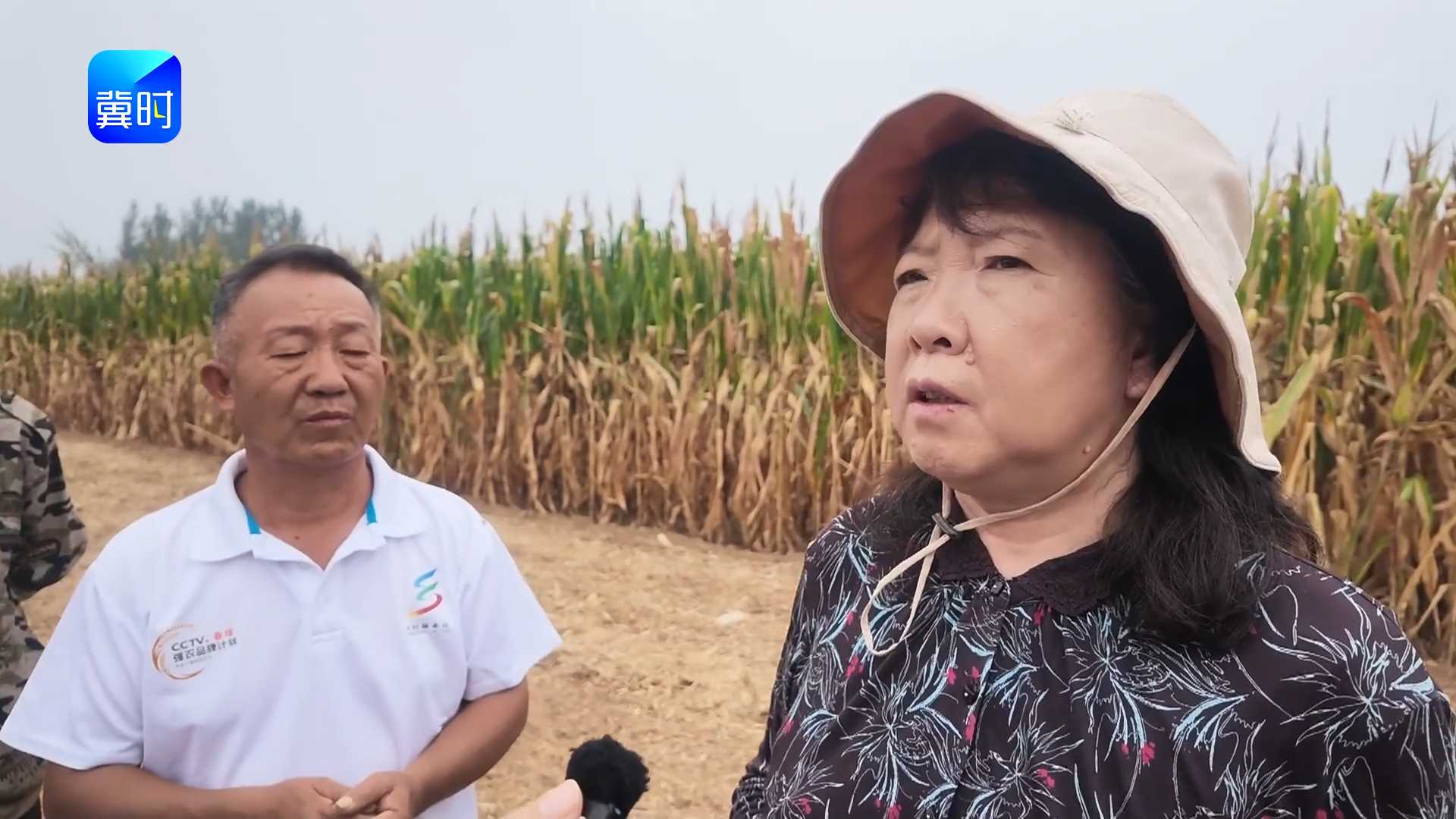 【专家在线】小麦播种时间！早点好还是晚点好？播期播量一次讲透