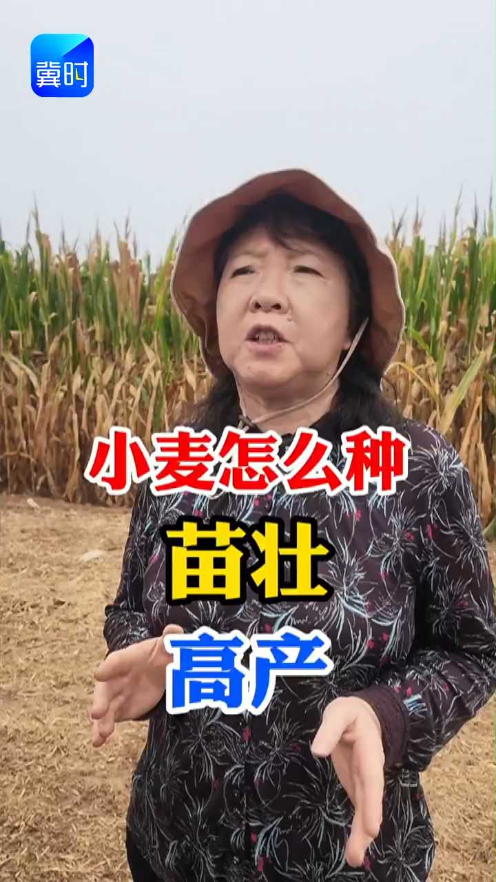 【专家在线】今年是暖冬？小麦早播有风险，降播量才高产！
