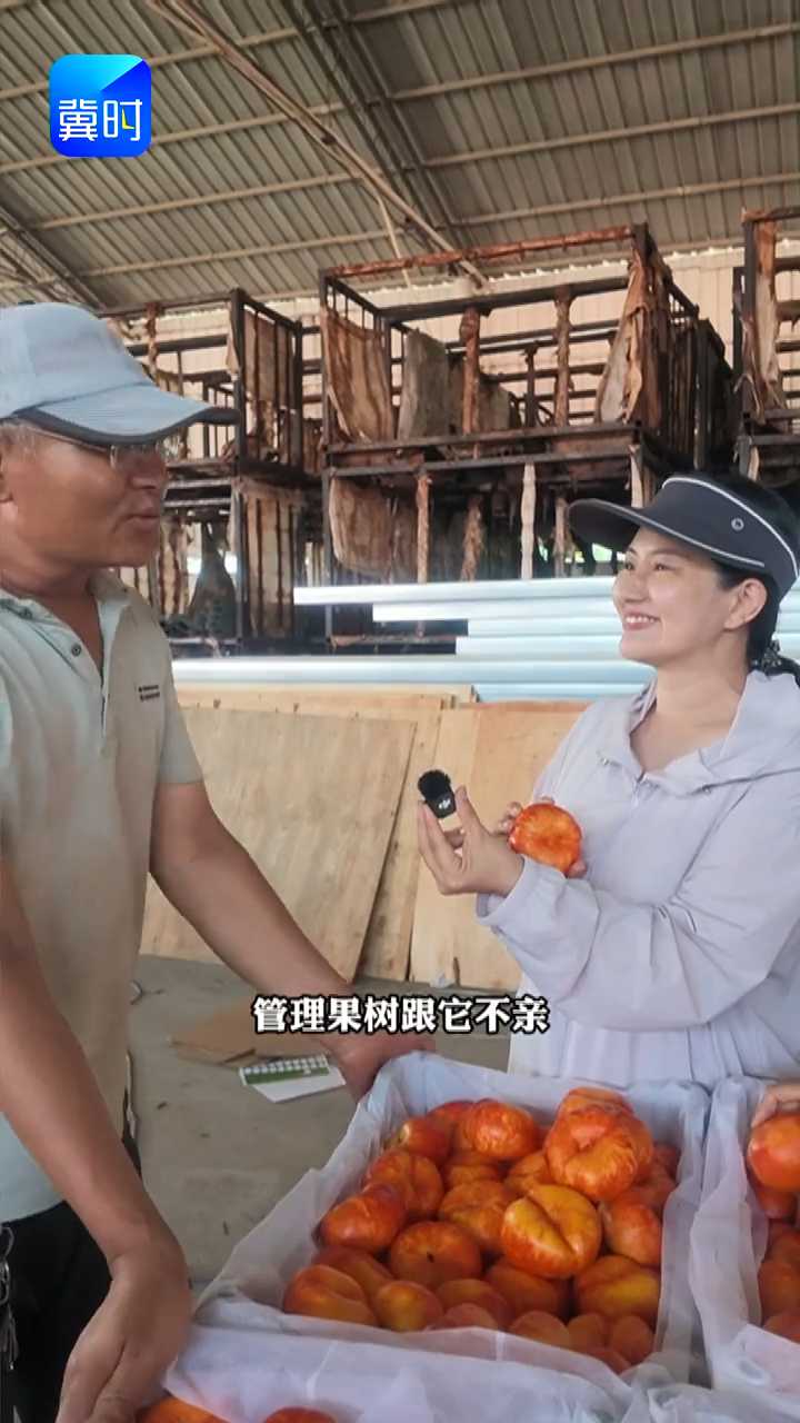 【专家在线】我种桃85%优质果！秘诀来啦