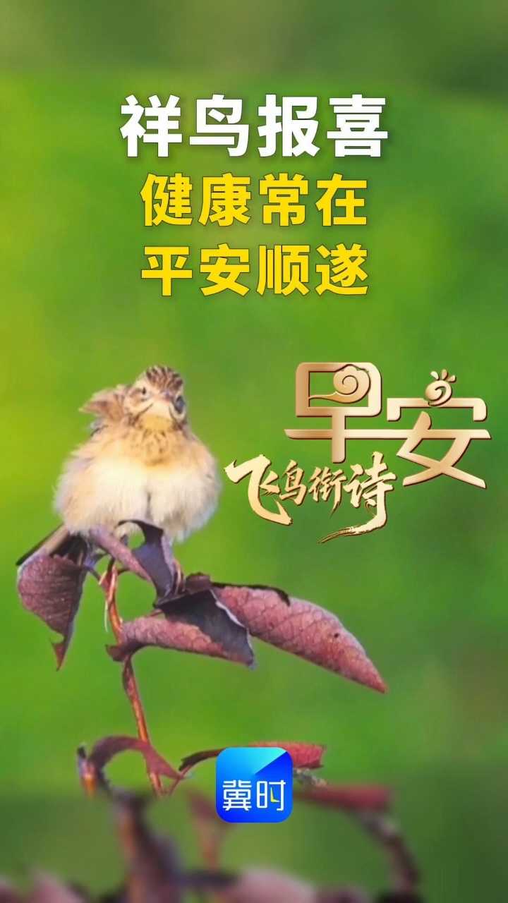 早安丨祥鸟报喜 愿您健康常在 平安顺遂