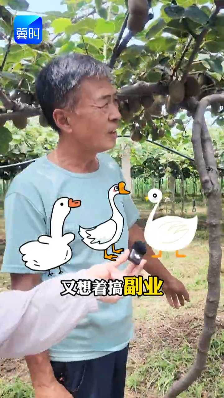 【专家在线】警惕！这些果园千万别养鸡鸭鹅，踩坑损失大